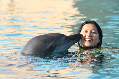 Kissing dolphins